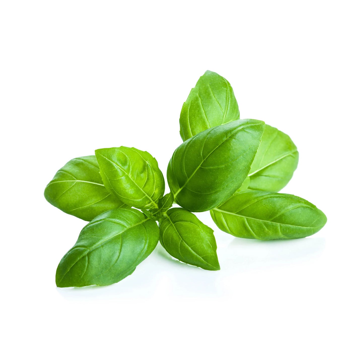 Organic Basil