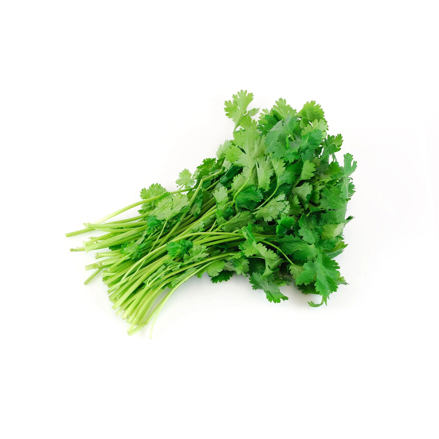 Organic Cilantro