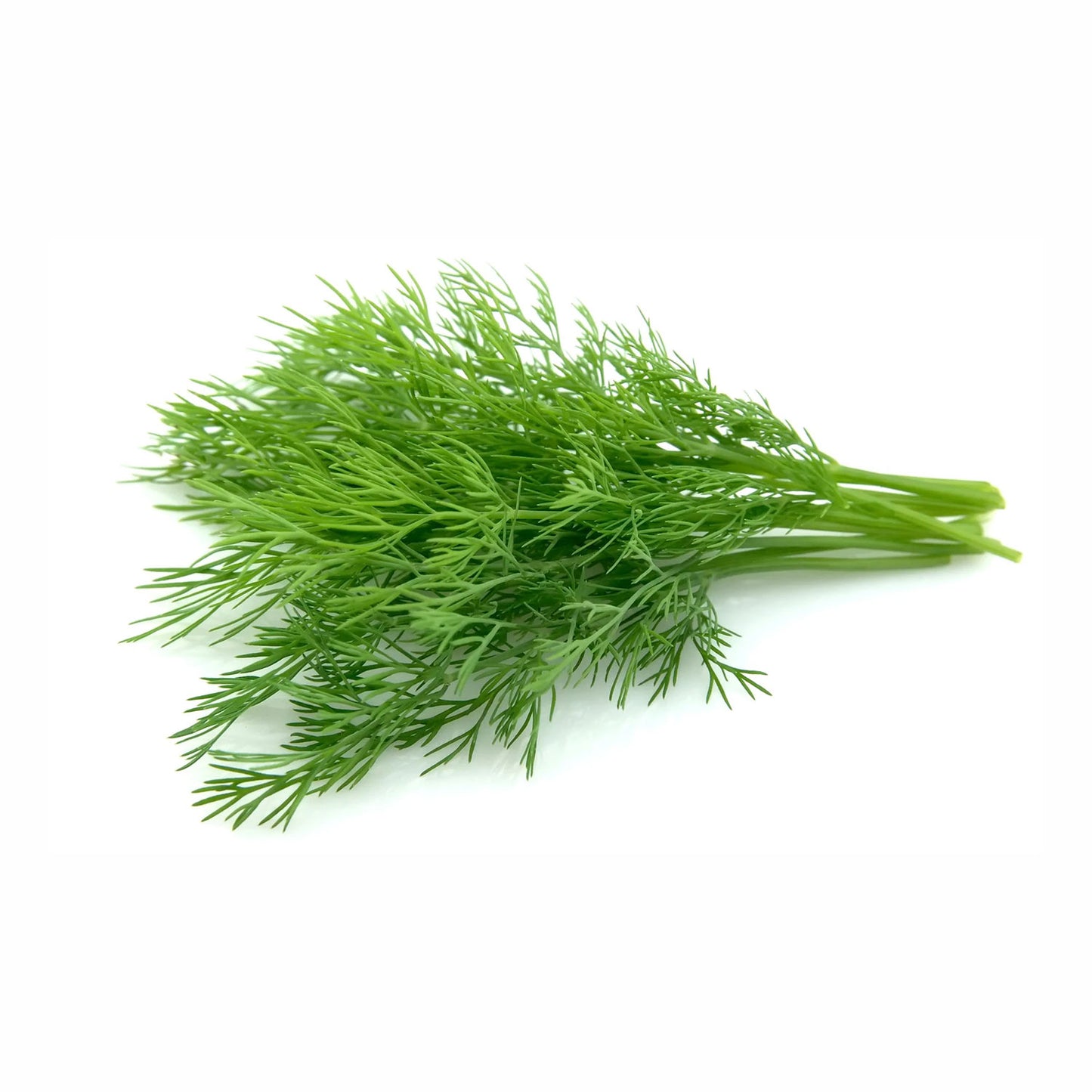 Organic Dillweed