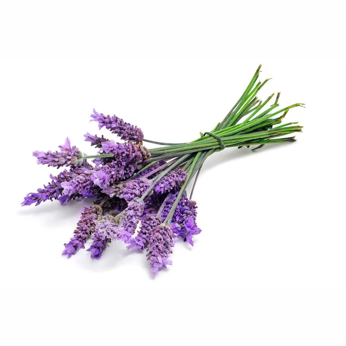 Organic Lavender