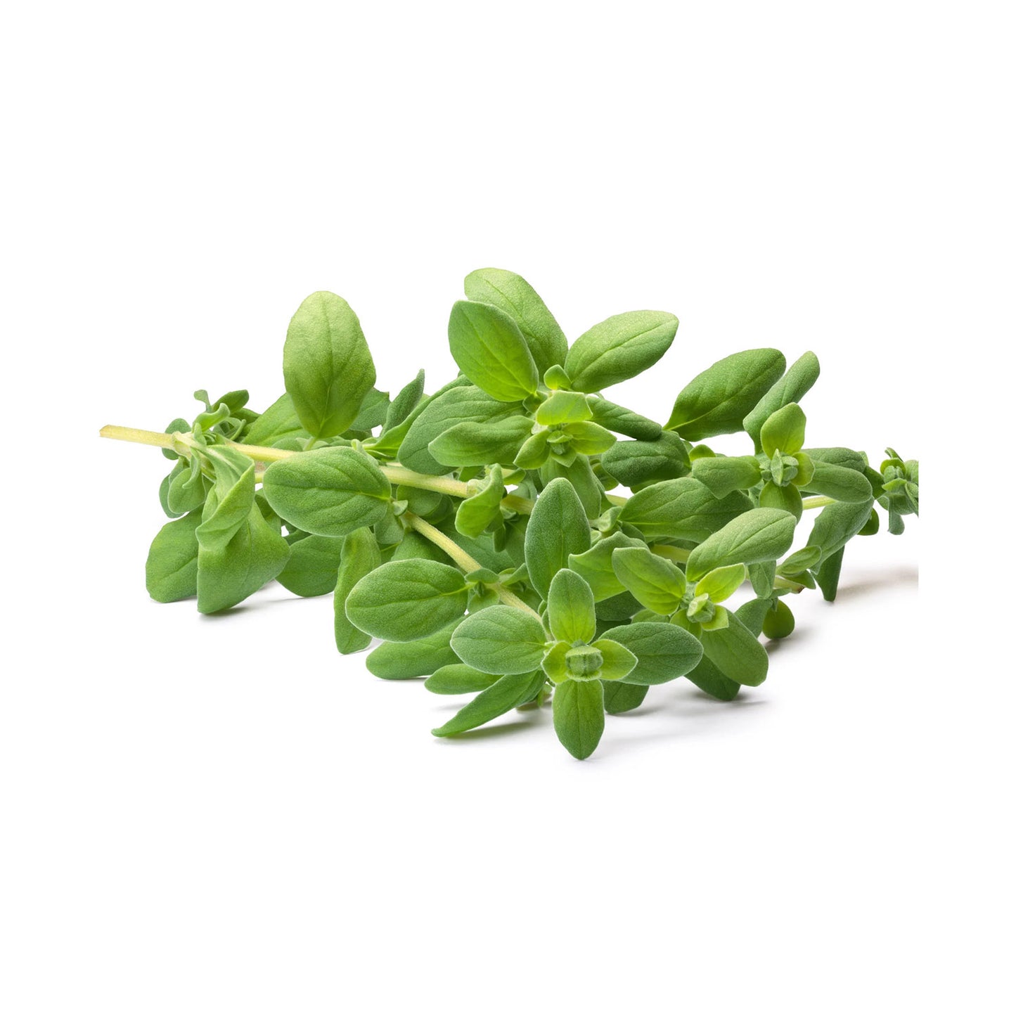Organic Marjoram