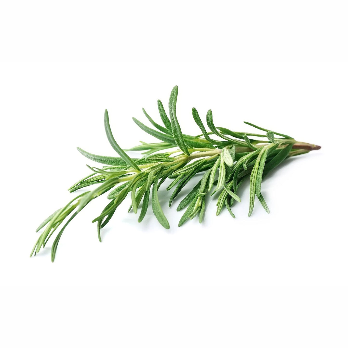 Organic Rosemary Antioxidant