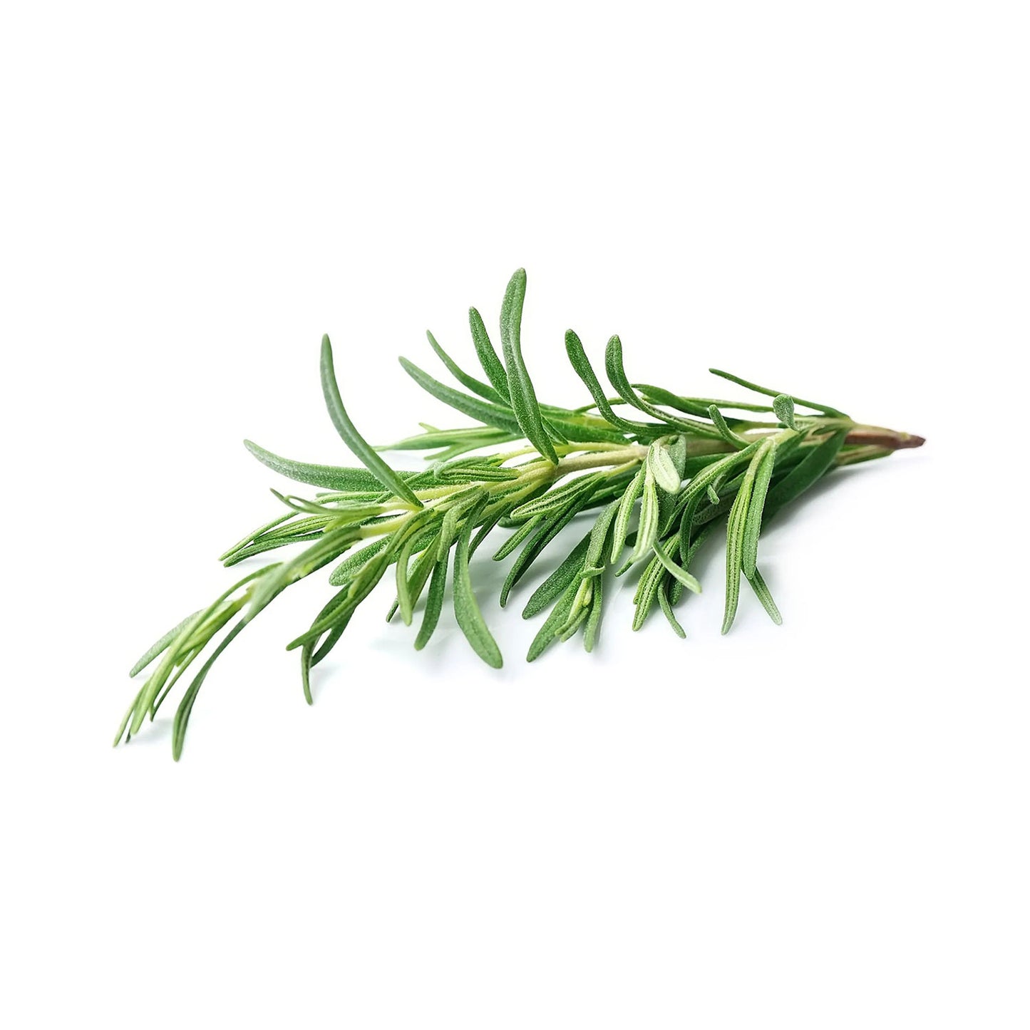 Organic Rosemary