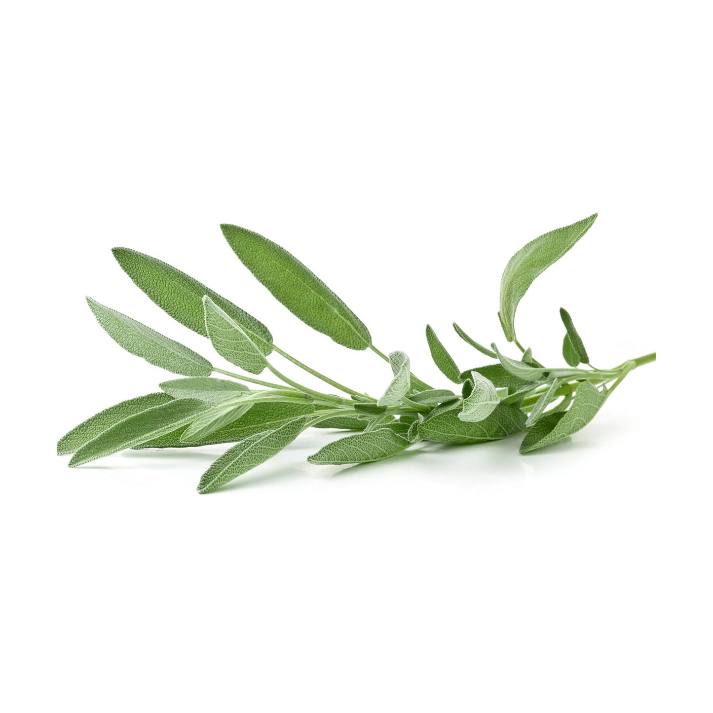 Organic Sage