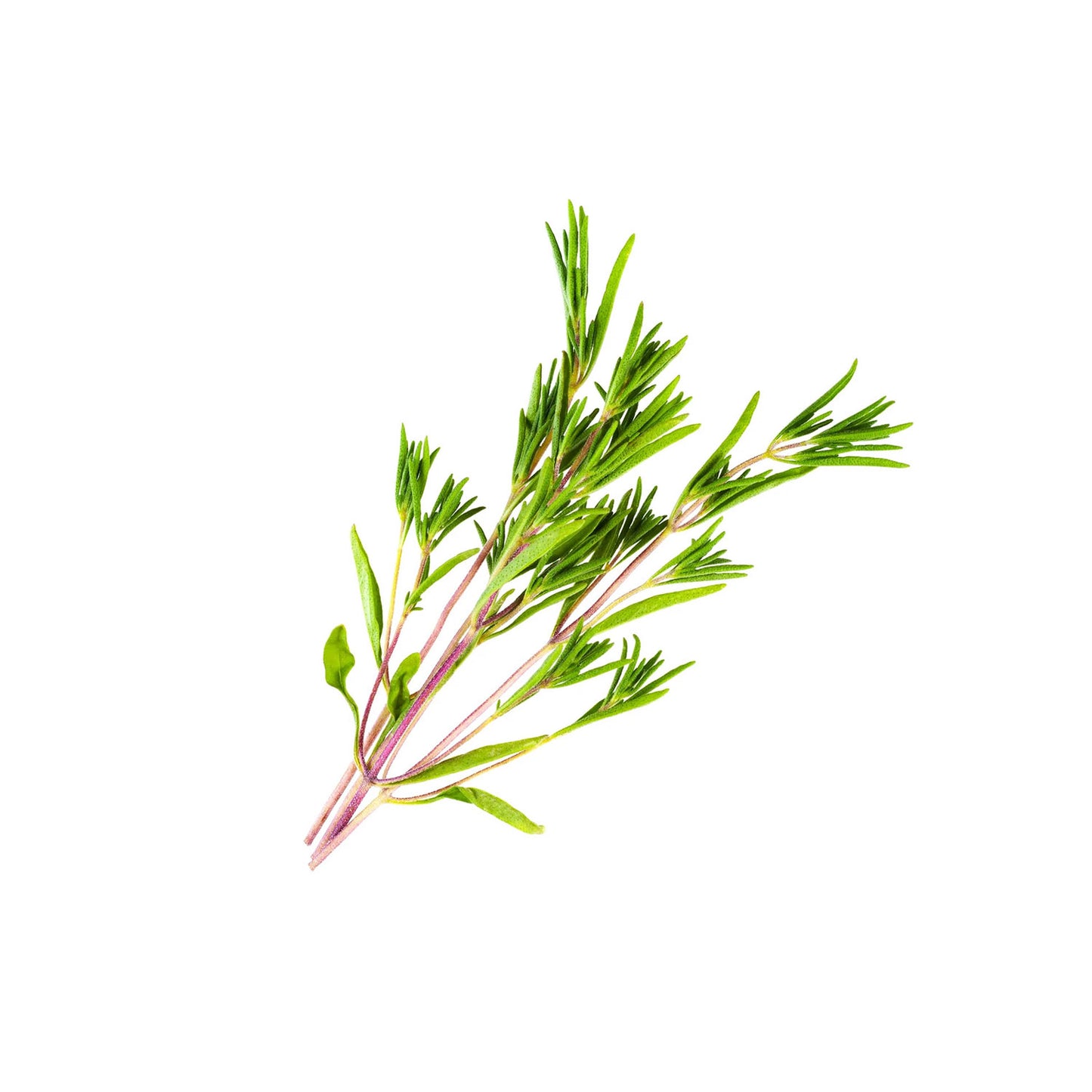 Organic Savory - Summer