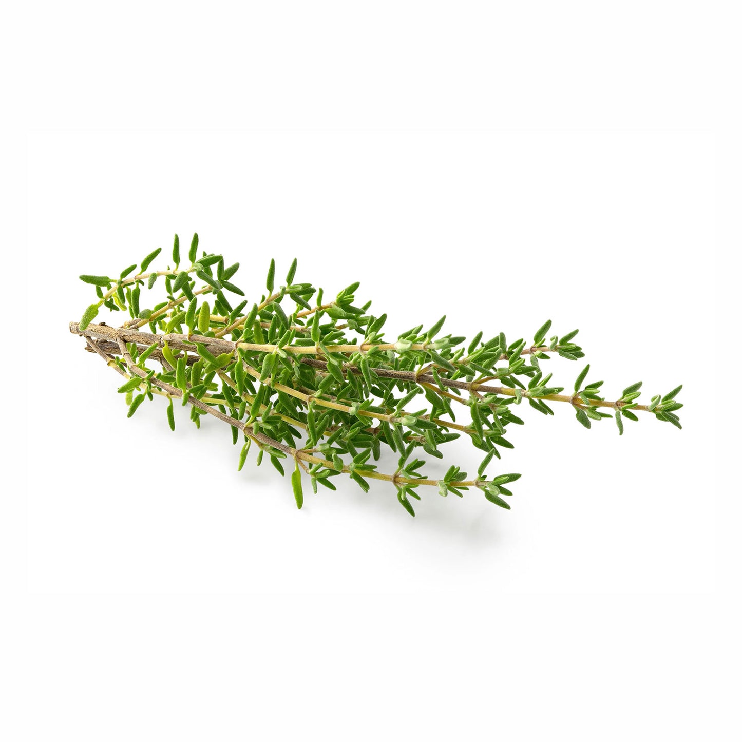 Organic Thyme