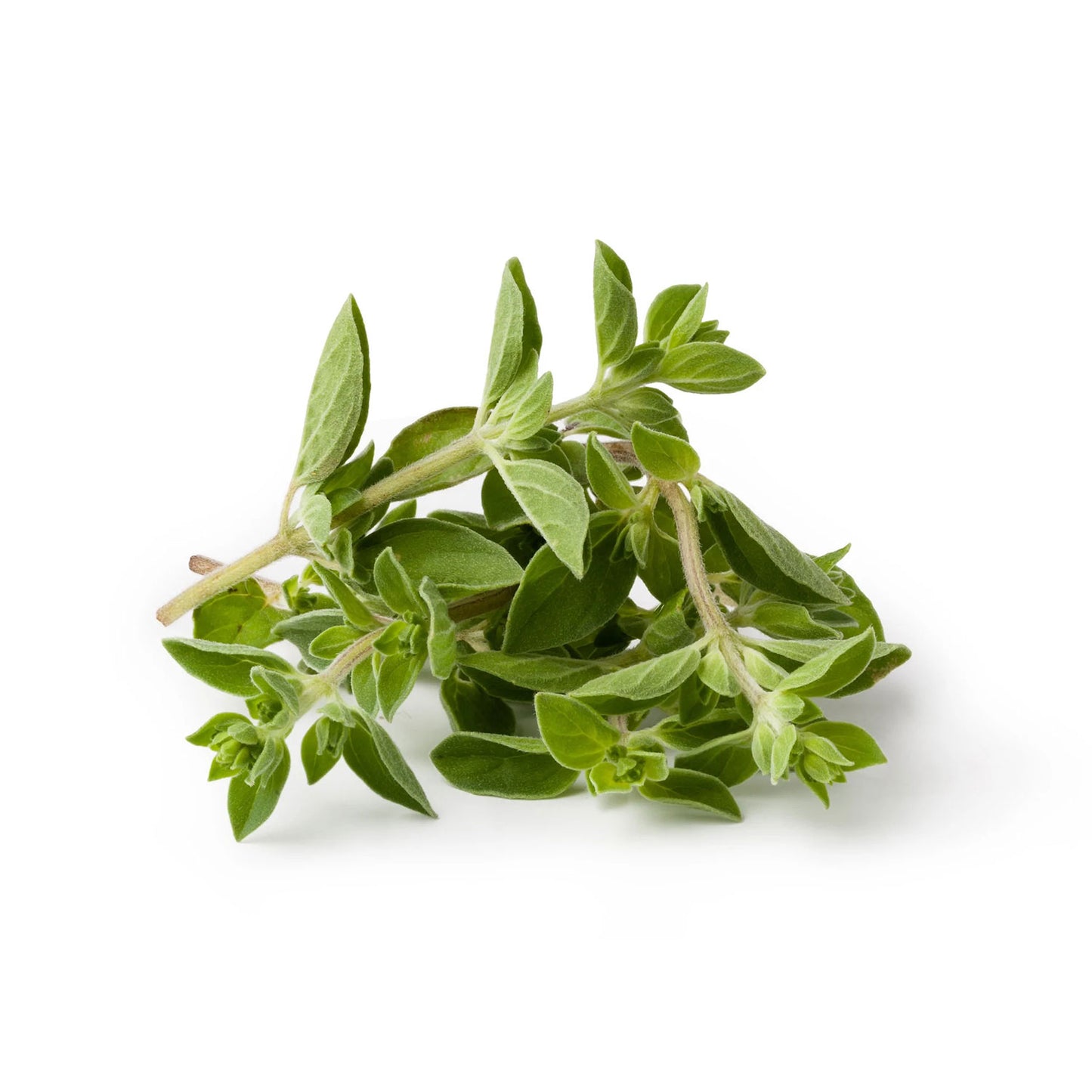 Organic Oregano